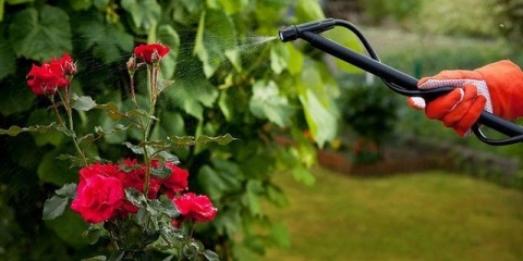 Kako hraniti ruže u junu za bujno cvjetanje u bašti